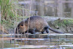 Myocastor coypus