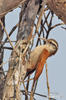 Narrow-billed Woodcreeper