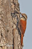 Narrow-billed Woodcreeper