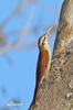 Narrow-billed Woodcreeper