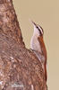 Narrow-billed Woodcreeper