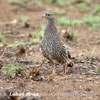 Natal Francolin