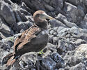 Nazca Booby