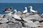 Nazca Booby