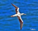 Nazca Booby