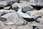 Nazca Booby