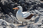 Nazca Booby