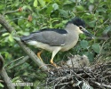 Night Heron