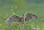 Night Heron