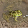 North American green Frog