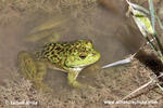 North American green Frog