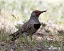 Northern Flicker