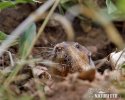 Northern Pocket Gopher