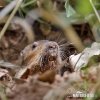 Northern Pocket Gopher