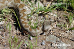 Nose-horned Viper