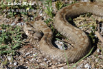 Nose-horned Viper