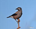 Notenkraker Europese vogel