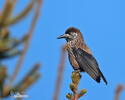 Notenkraker Europese vogel