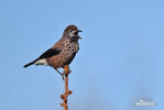 Notenkraker Europese vogel