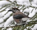 Notenkraker Europese vogel