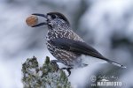 Notenkraker Europese vogel