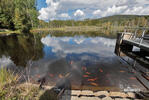 Novohradské hory-Mlýnský Pond