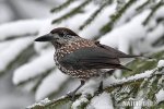 Nucifraga caryocatactes