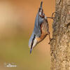 Nuthatch