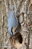 Nuthatch