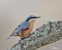 Nuthatch