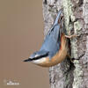 Nuthatch