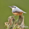 Nuthatch