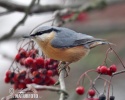 Nuthatch