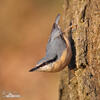 Nuthatch