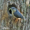 Nuthatch