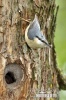 Nuthatch