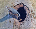 Nuthatch