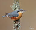 Nuthatch