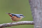 Nuthatch