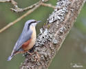 Nuthatch