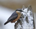 Nuthatch