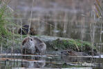 Nutria, Coypu