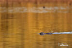 Nutria, Coypu