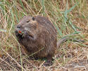 Nutria, Coypu