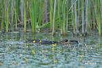 Nutria, Coypu