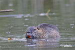 Nutria, Coypu