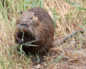Nutria, Coypu