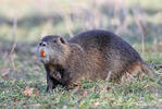 Nutria, Coypu