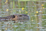 Nutria, Coypu