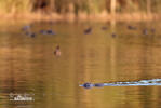 Nutria, Coypu